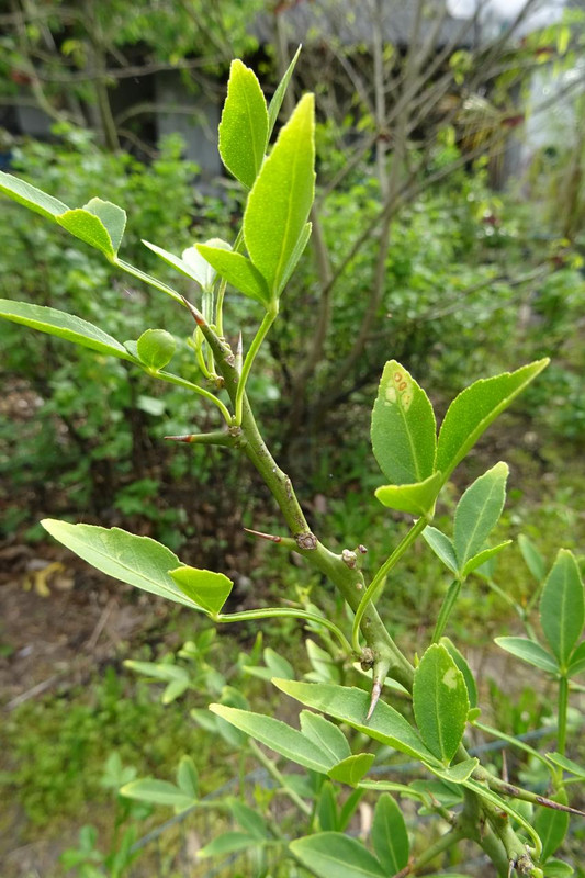DSC00630