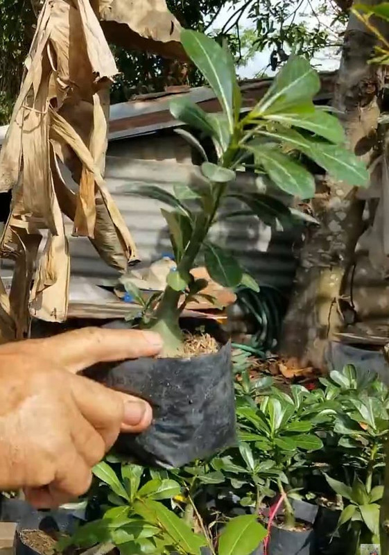 trim-top-off-desert-rose-seedling.jpg