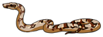 Red-tailed-Boa-Left.png