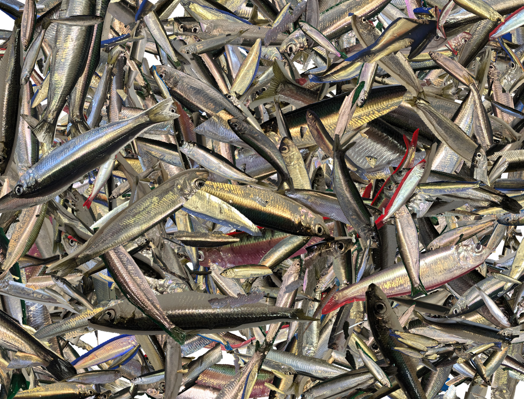 Image_49_sprat-ratio_0.457