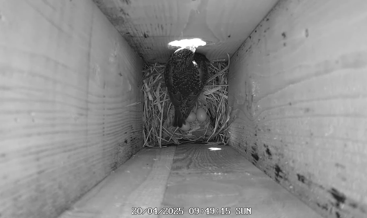 (41) Mājas strazds 2025 Tiešraide - YouTube - 764_32