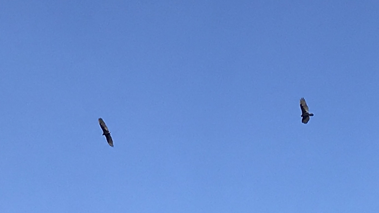 [Image: 69-F14-B4-D-E5-C3-4-E33-A26-B-617-E8-CF02-EC6.jpg]