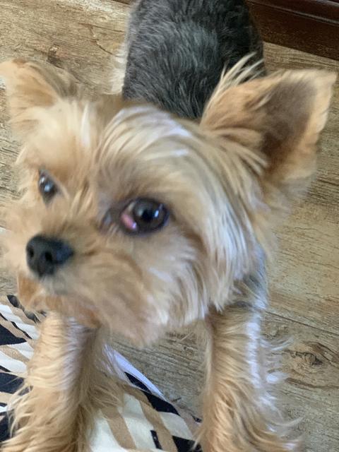 Pepp hat wieder eine Nickhautdrüsenentzündung ( Cherry Eye) - DIE  Chihuahua-Community
