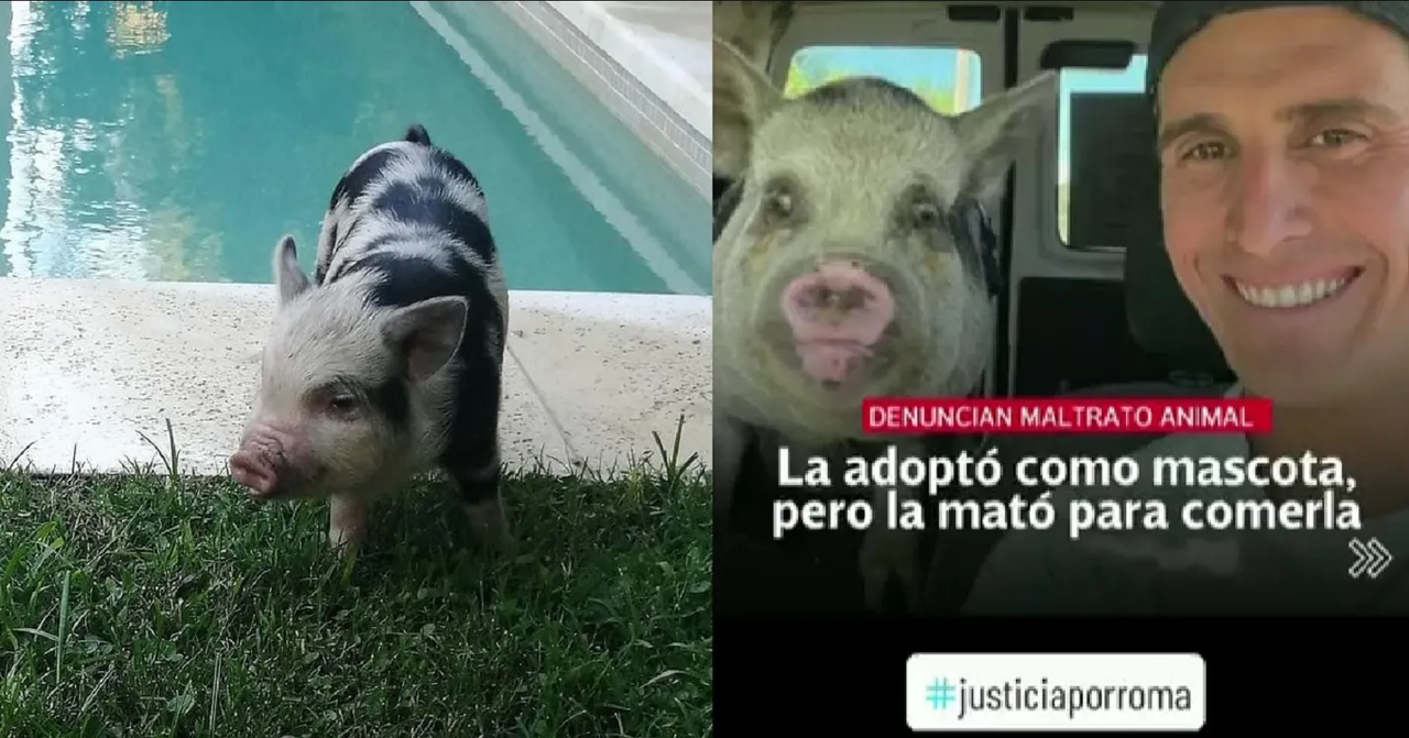 Chicharrón, así quedó la cerdita Roma tras adopción ¿Qué harán con el culpable?