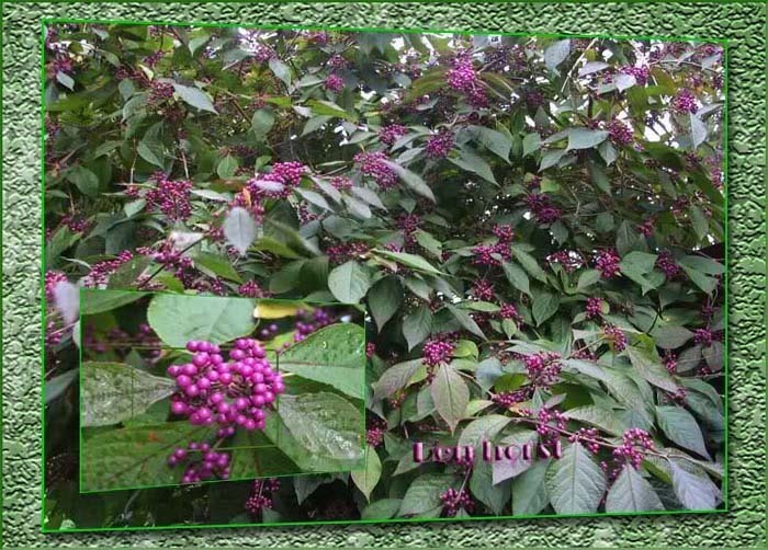 CALLICARPA