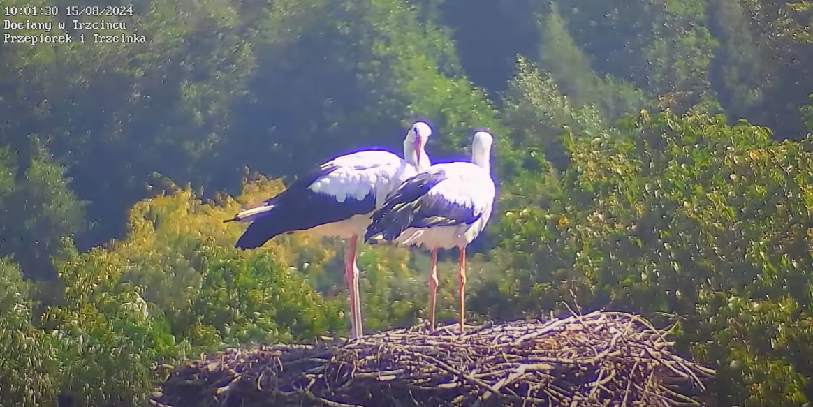 acotamporabiaszprzedekranem