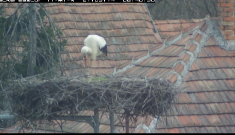 2021-03-14_074126 hazatalált