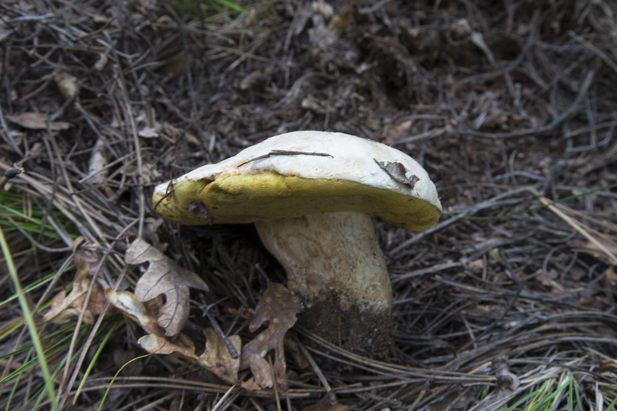 white_king_bolete_1