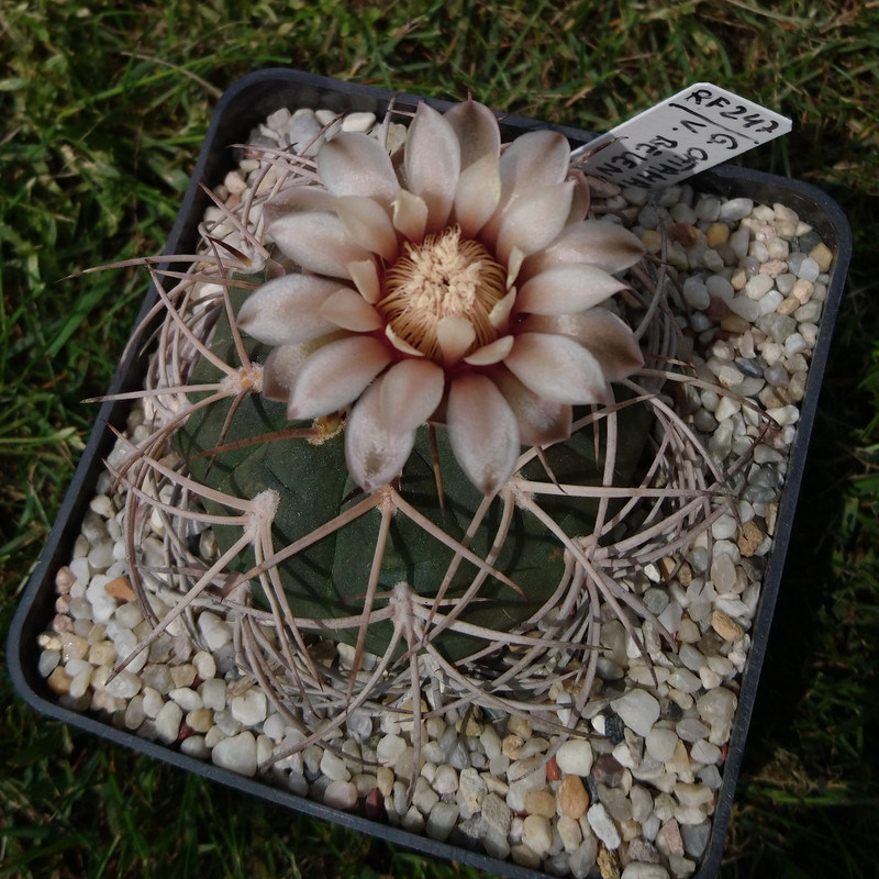 Gymnocalycium pugionacanthum(catamarcense fa belense) RF 247