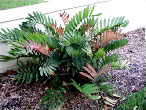 Zamia Furfuracea