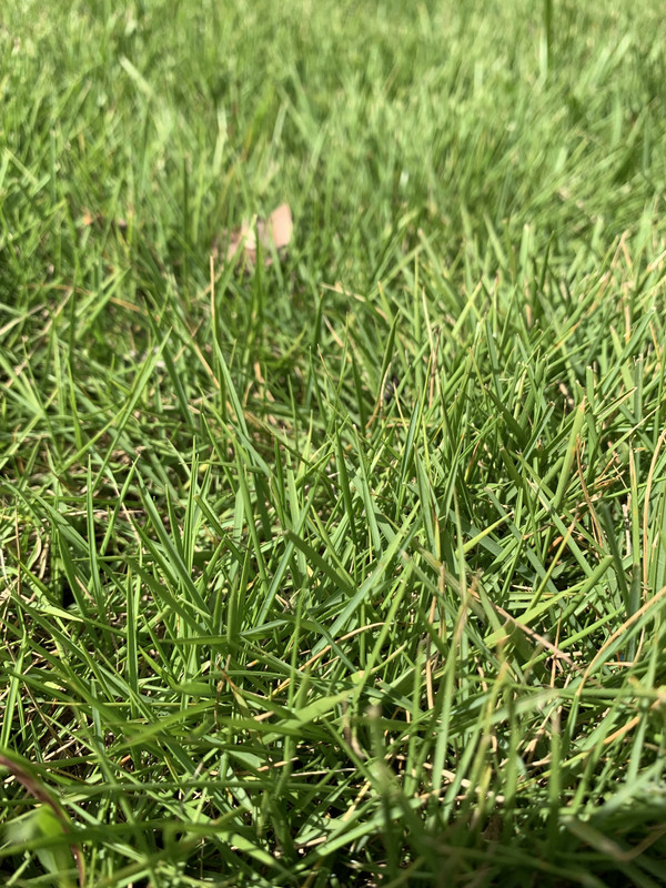 Grass Identification Augusta GA Lawn Care Forum