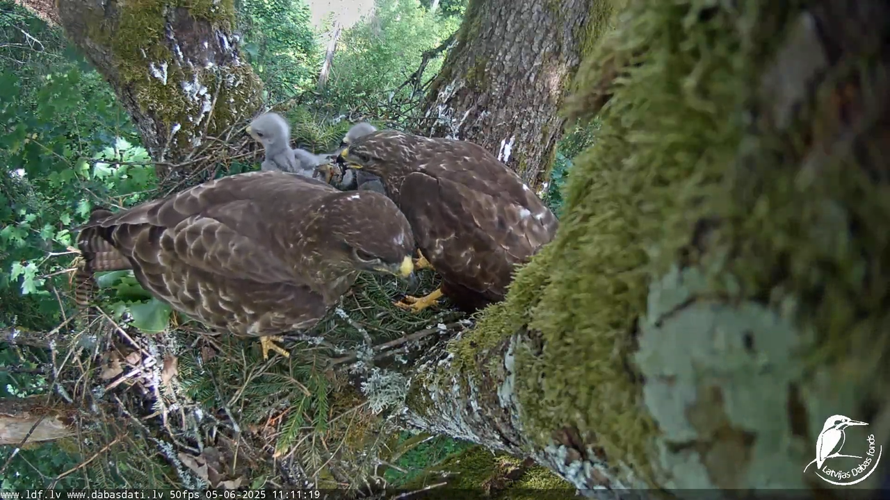 Melnās klijas (Milvus migrans) Kurzemē_ peļu klijāni (Buteo buteo) 7-27-34 screenshot