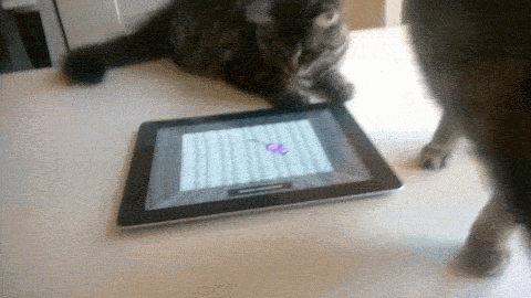 Catkinda-agressive.gif