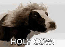 meme cow