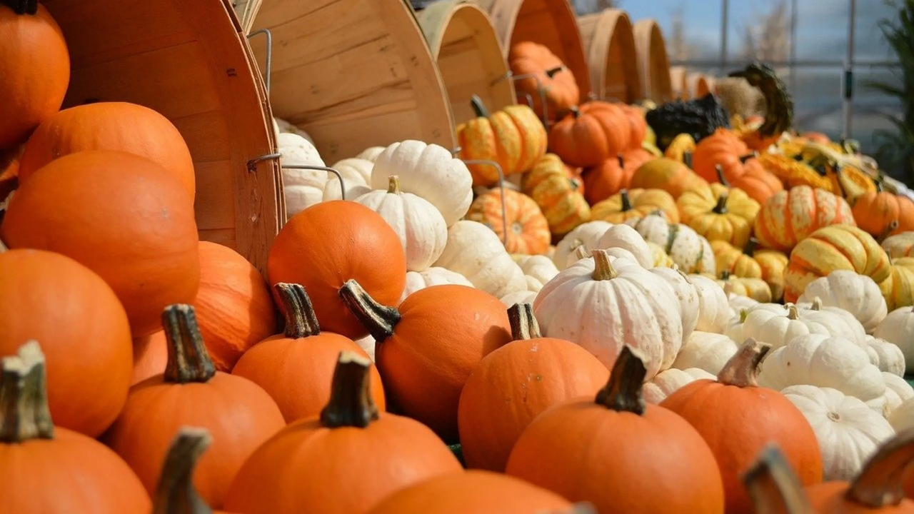 ¿Cómo saber si una calabaza está en buen estado? Sigue estos consejos