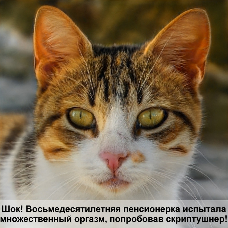 кошка грузин