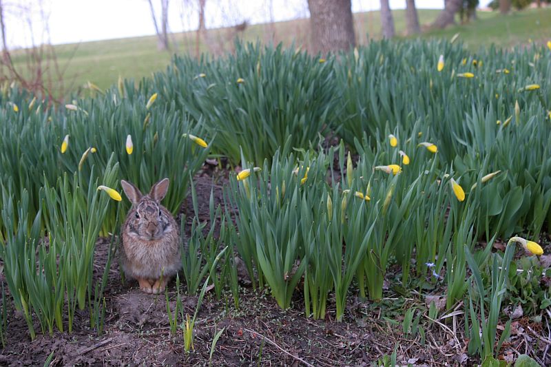 bunny-visit-web.jpg