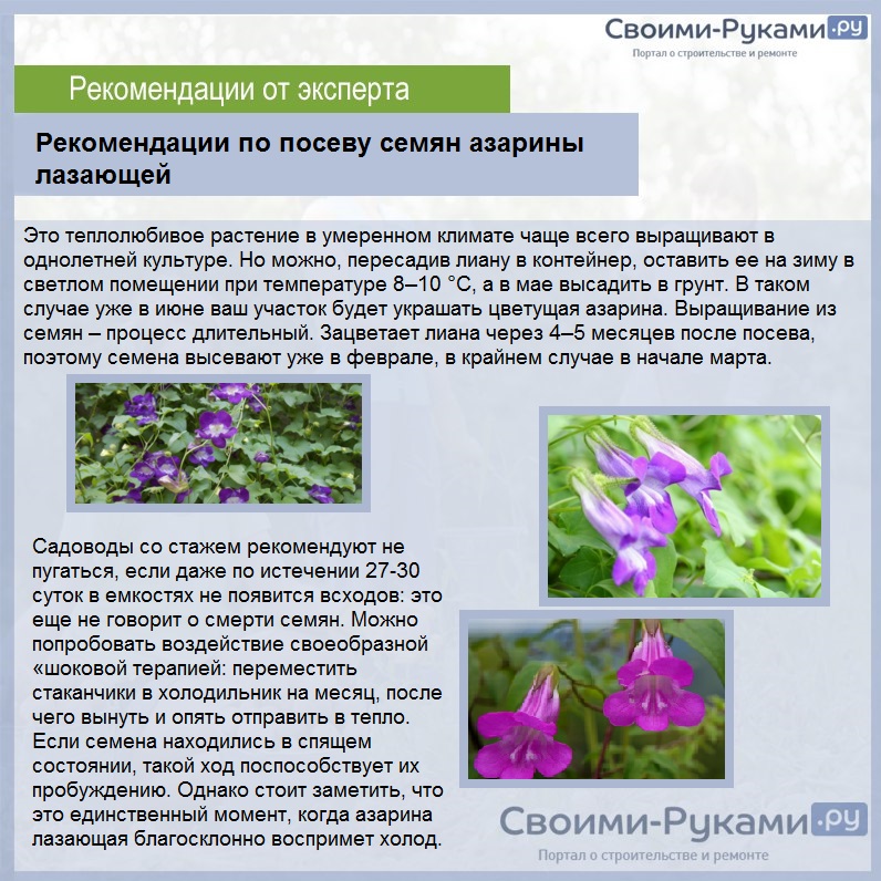 Азарина Лазающая Фото В Саду