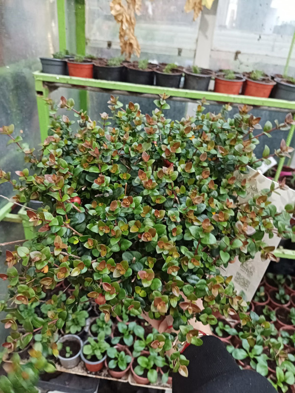 FB_IMG_1760461025944