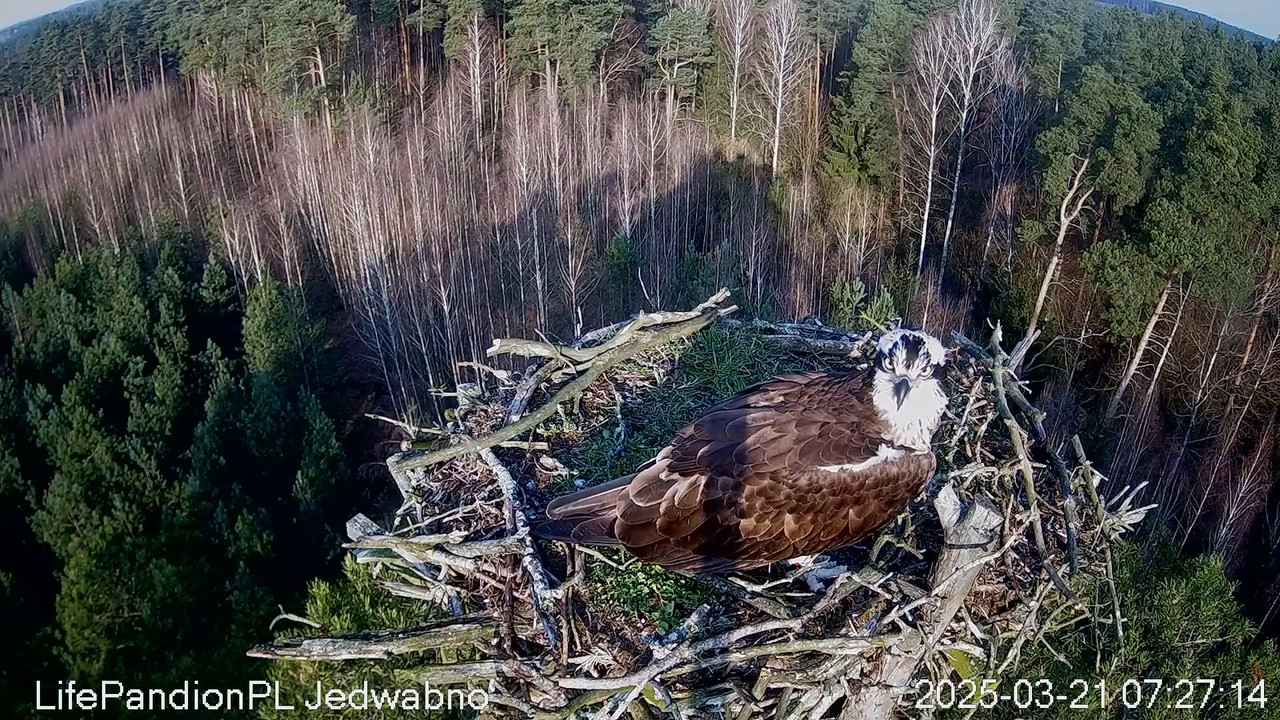 Rybołowy Online Puszcza Napiwodzko-Ramucka _ Ospreys Online in Napiwodzko-Ramucka Forest 9-28-56 scr
