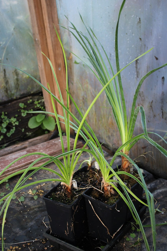 Boophone disticha , 071123