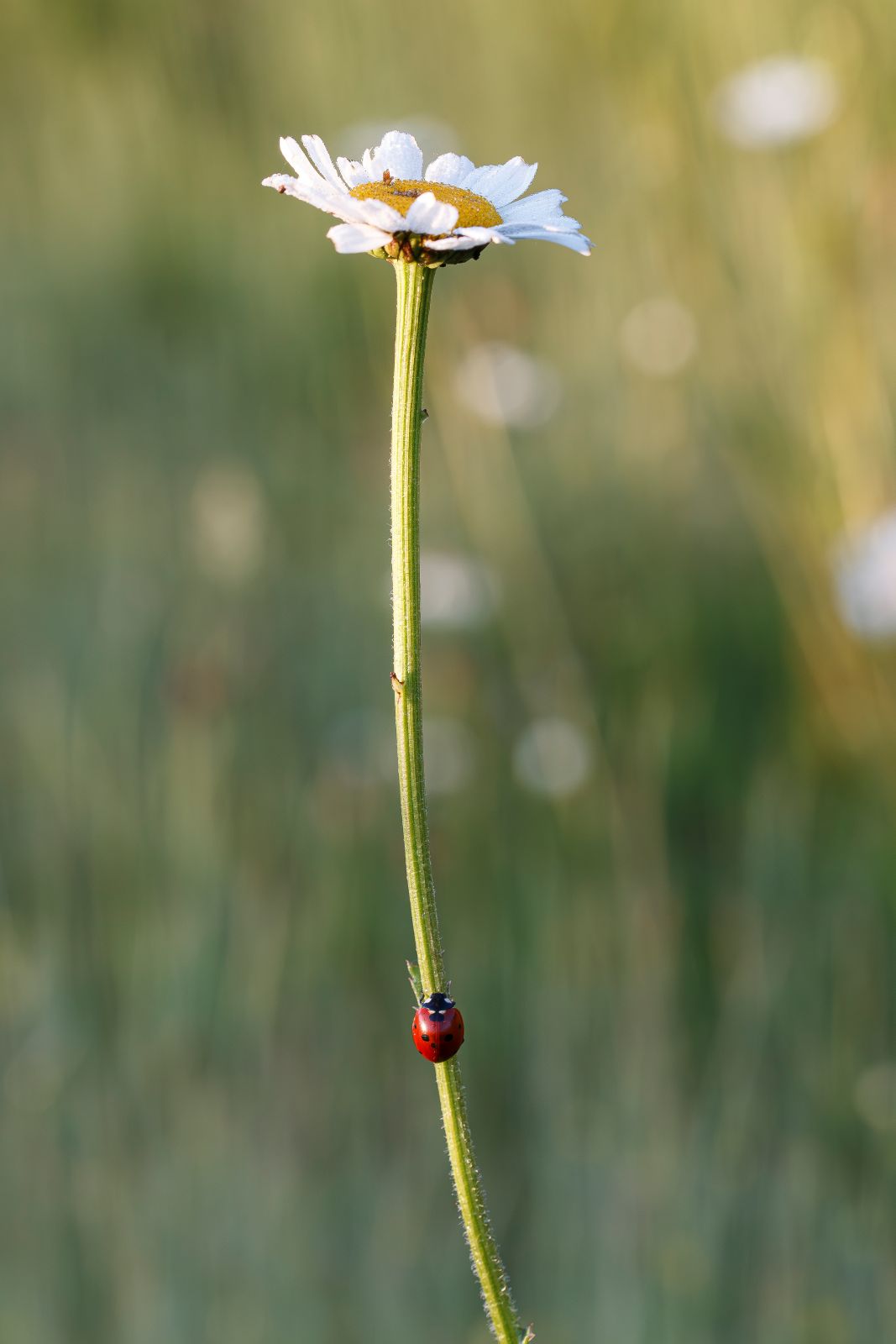 IMG-9444.jpg