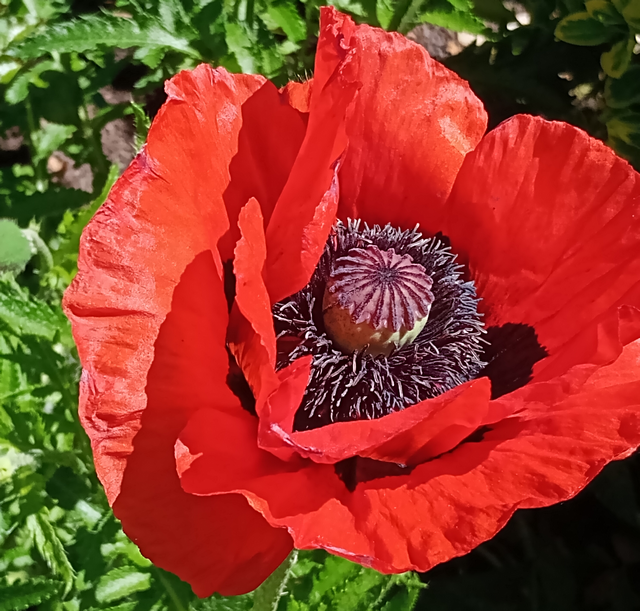 Riesen Mohnblume