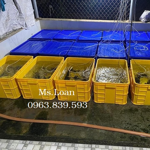Toàn quốc - Khay nhựa bít 2t5 nuôi cá bảy màu, khay nhựa nuôi côn trùng, sâu bọ / 0963 839 593 ms.loan Khay-nhua-nuoi-ca