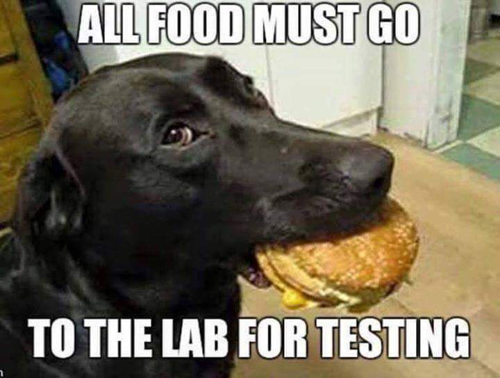 All-Food-Must-Go-To-The-Lab-For-Testing.jpg
