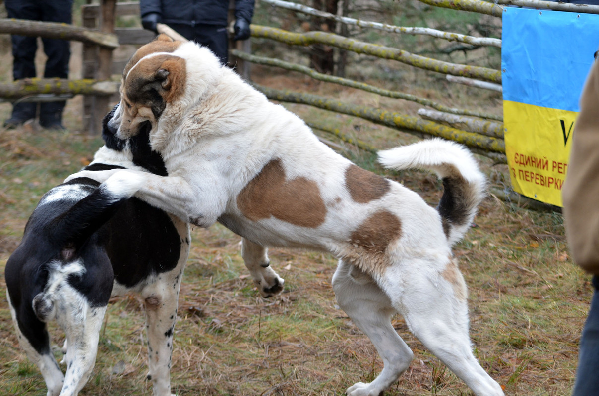 Халк - Сако (10)