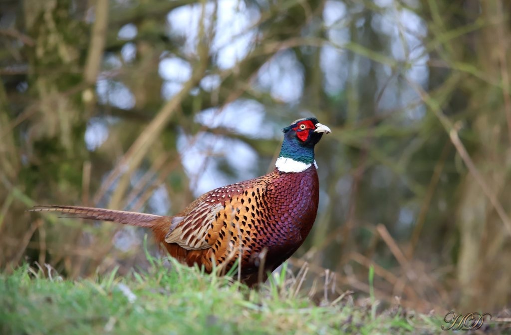 pheasant-HD.jpg