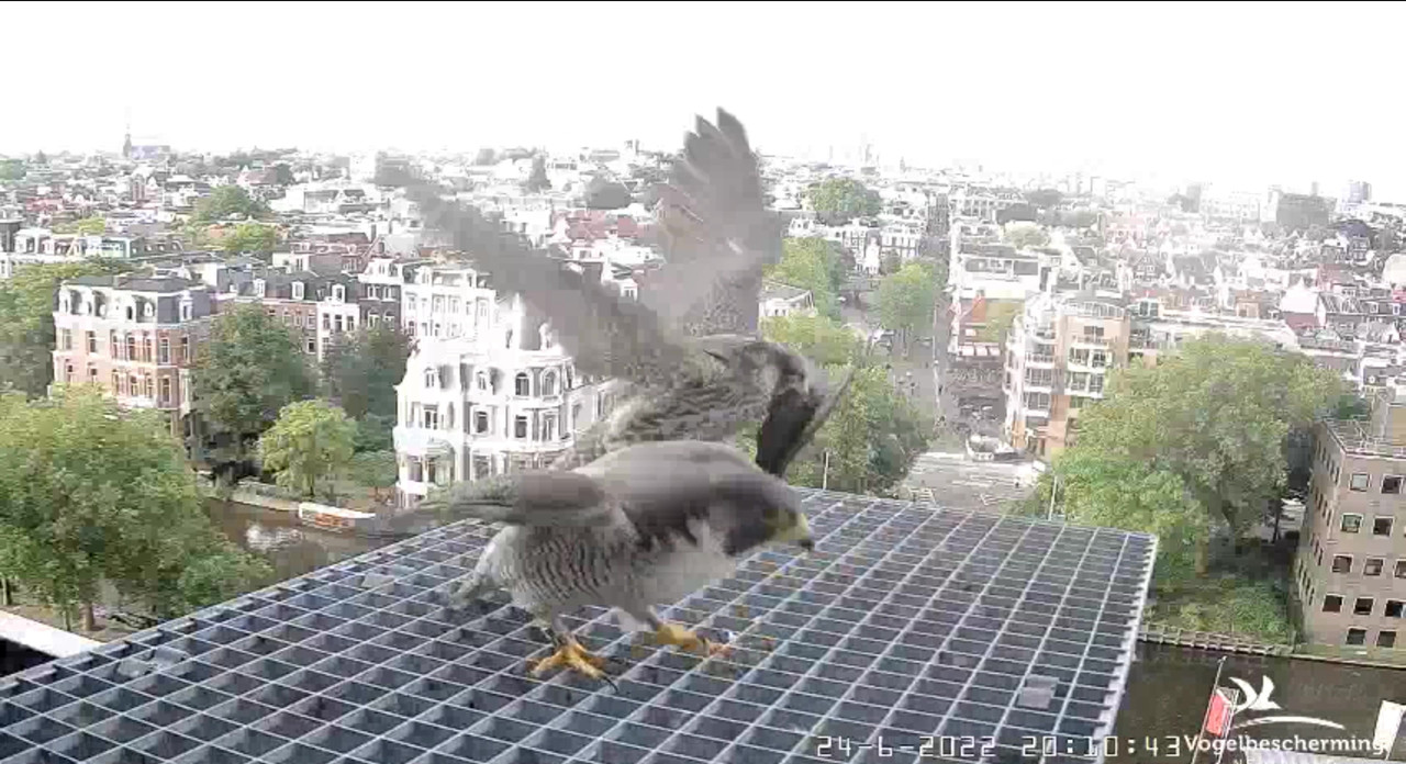 Amsterdam/Rijksmuseum screenshots © Beleef de Lente/Vogelbescherming Nederland - Pagina 32 Video-2022-06-24-201601-Moment-7