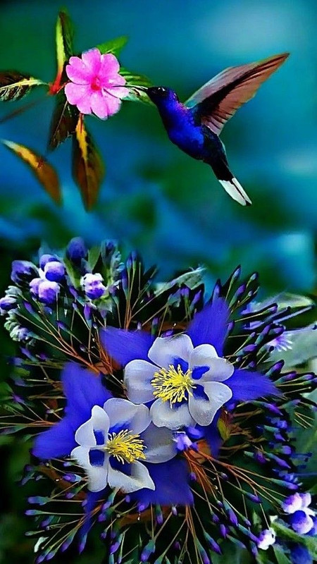 bluehummingbird.jpg