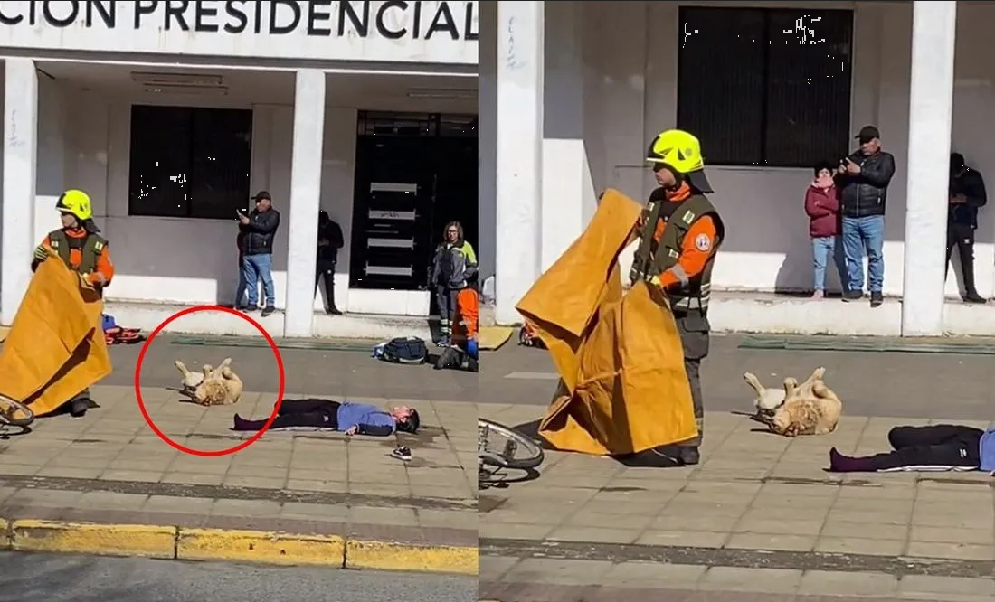 Perrito se vuelve viral por participar en un simulacro de choque (Video)