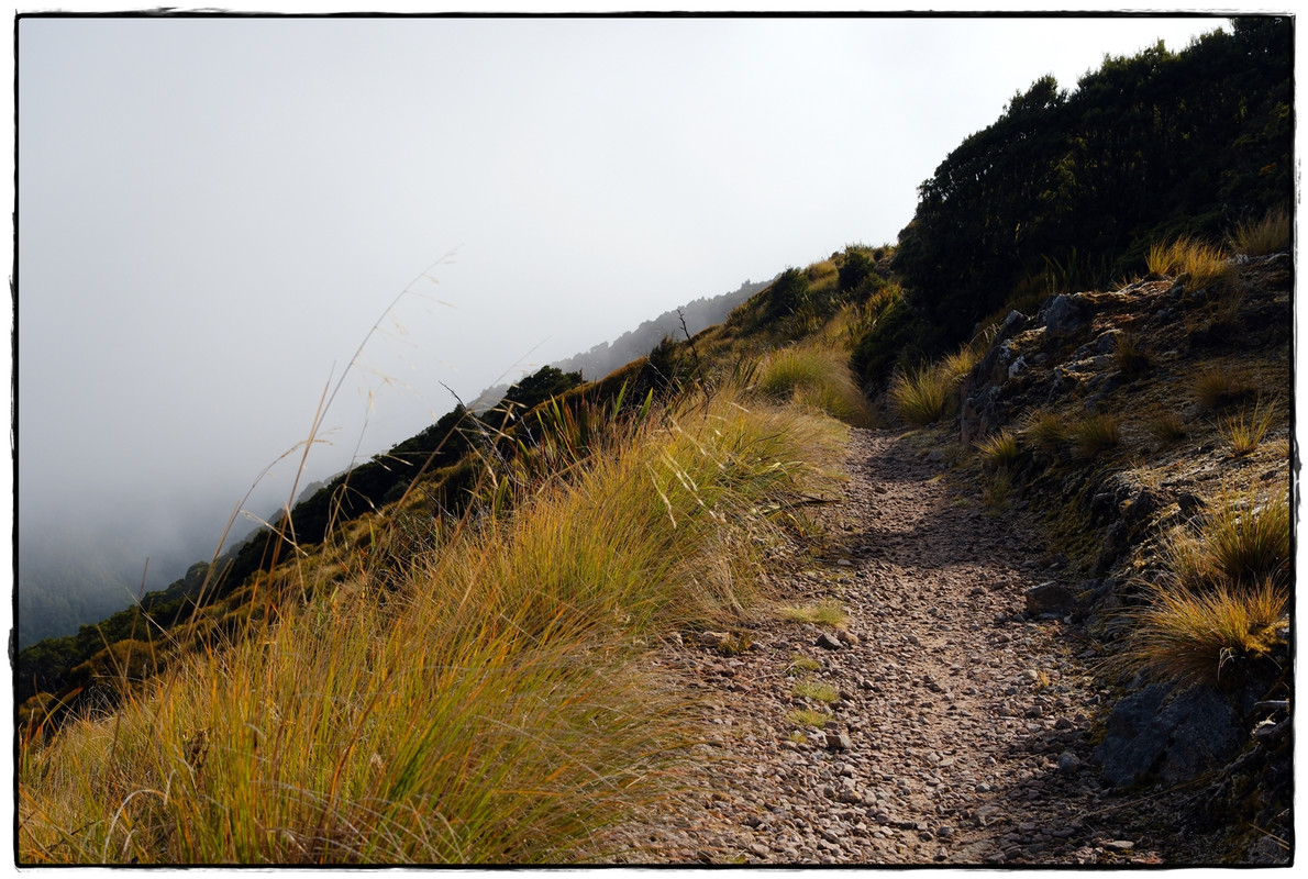 The Old Ghost Road (marzo 2024) - Escapadas y rutas por la Nueva Zelanda menos conocida (22)