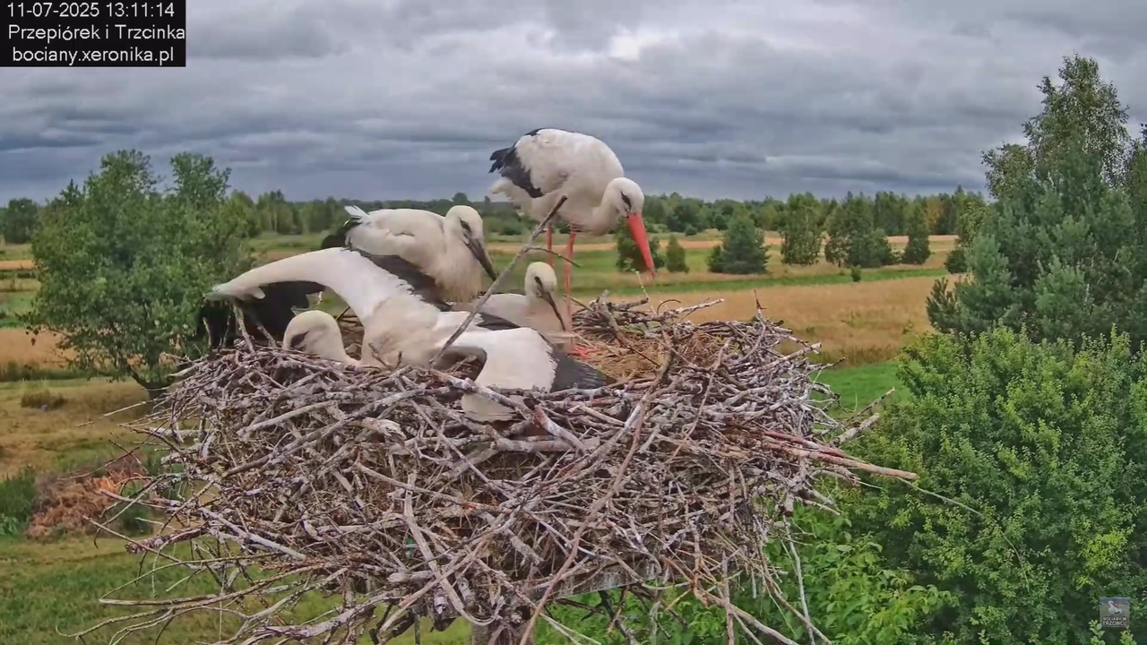 11072025bociany36