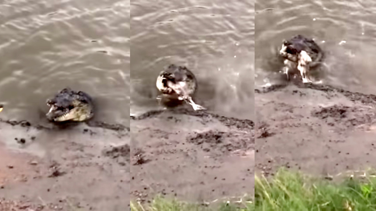 Cocodrilo devora a tiburón que había sido capturado por un pescador
