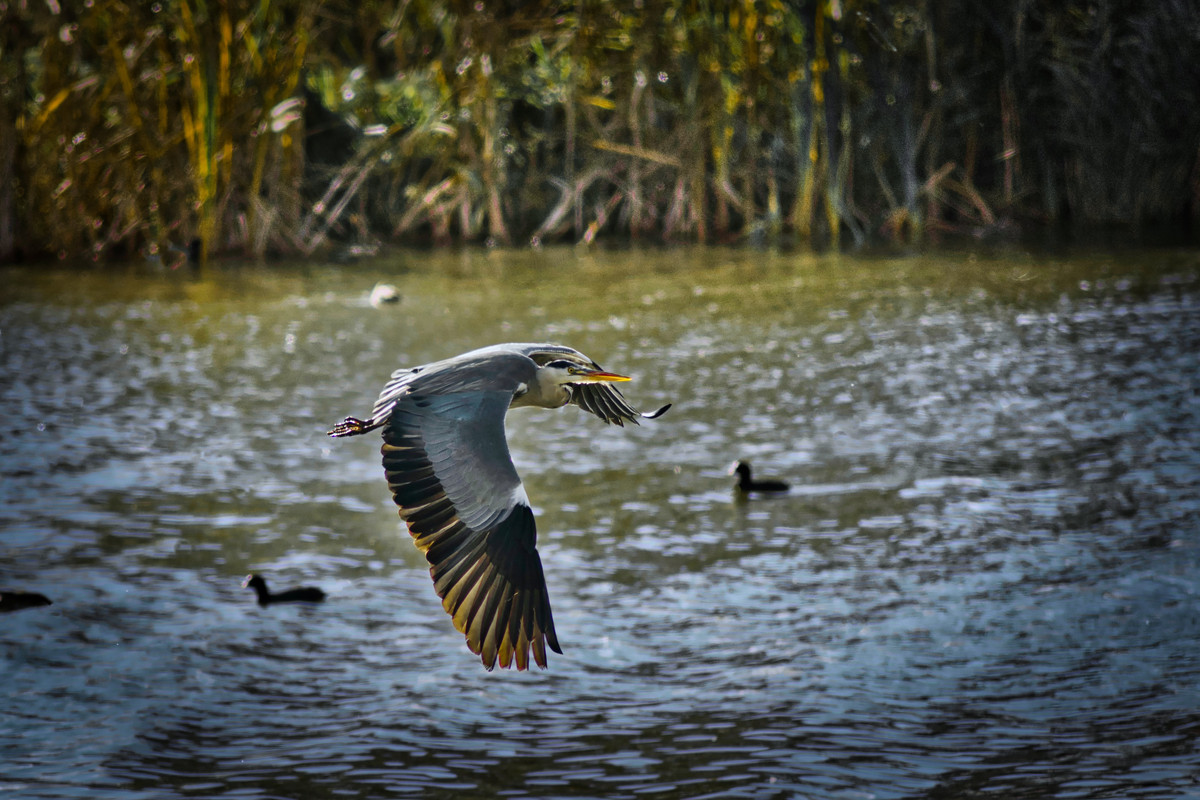 bird.jpg