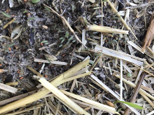 straw vs moss peat seeding wheat growing experiment lawn regular second