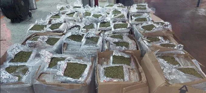 Golpe al narco en Veracruz: Aseguran cargamento con casi una tonelada de marihuana