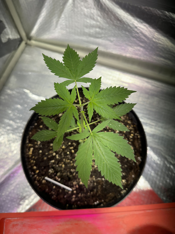 E3BB3DB0-C1C2-4255-A056-50BD5F160049