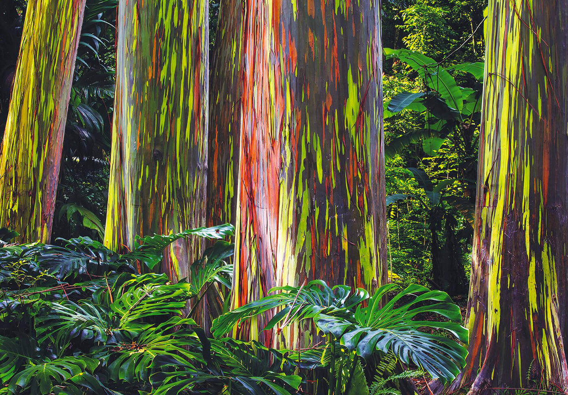 Rainbow-Eucalyptus-Trees-Hawaii-1