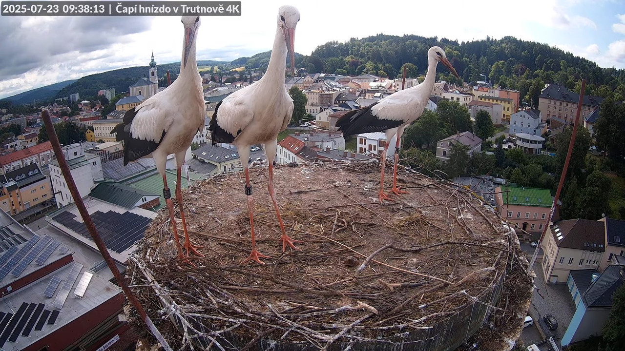 Živě z čapího hnízda na pivovarském komíně v Trutnově 13-38-46 screenshot