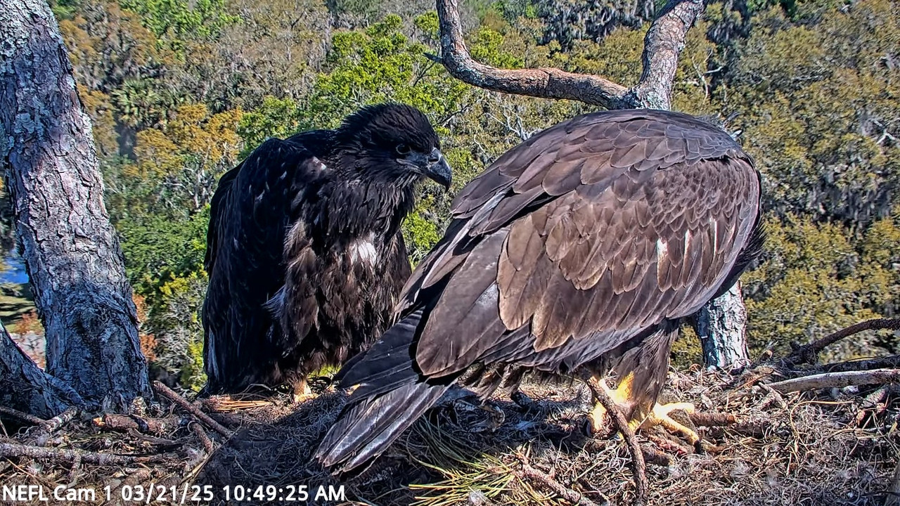 NEFL Cam 1 — tiešraidē Bald Eagle Cam 13-48-18 screenshot (1)