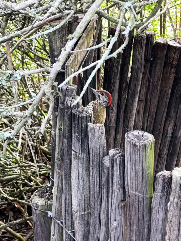 Такая близкая Африка. (ЮАР. 22 дня и 4200 км. Ноябрь-Декабрь)