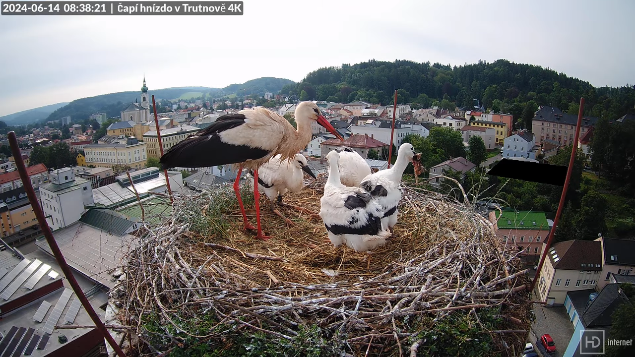 Tiešraidē no stārķa ligzdas uz alus darītavas skursteņa Trutnovā 5-41-31 screenshot