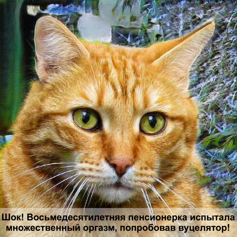 порода кошек бобтейл фото