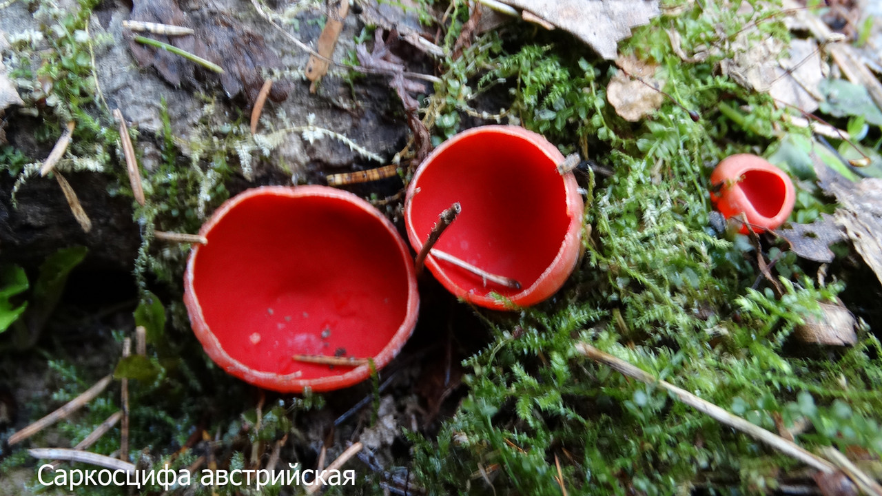 Саркосцифа австрийская