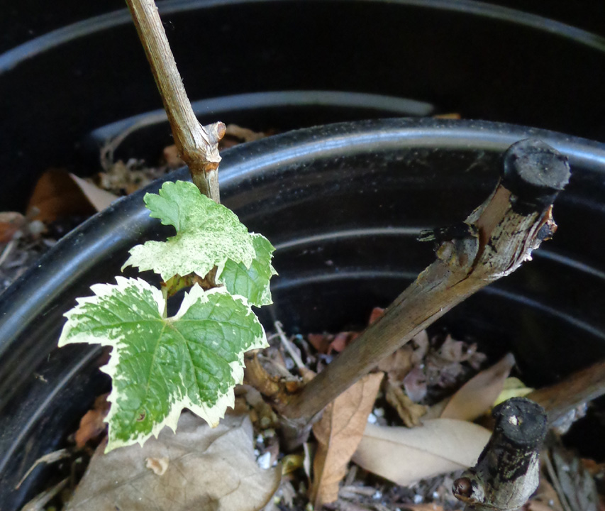 Var-Grape-Leaves2