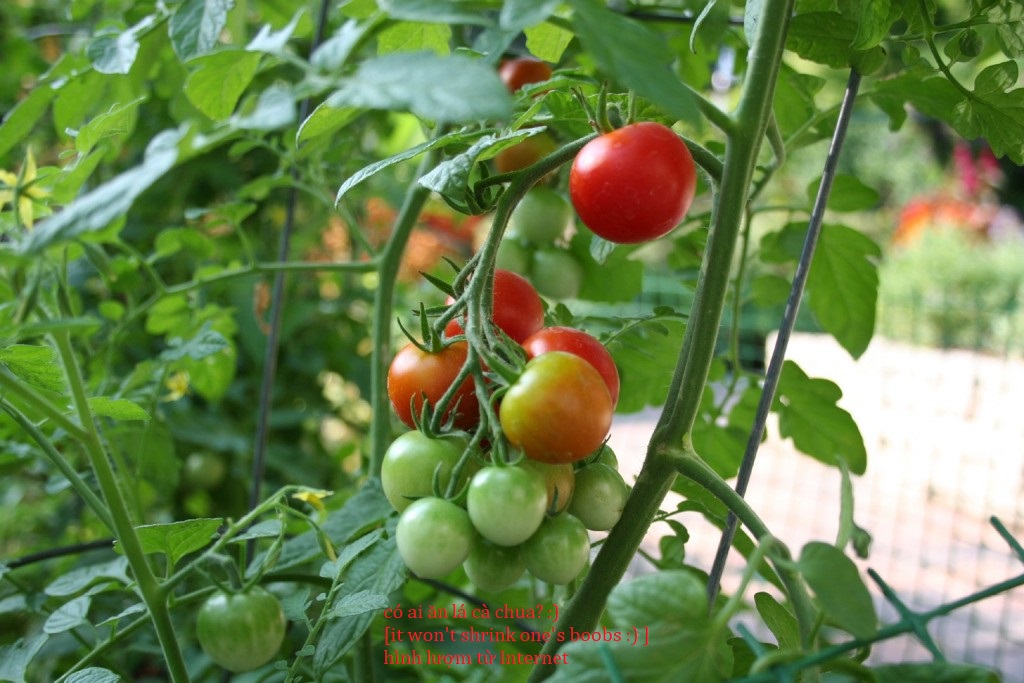 [Image: Tomato-Leaves3.jpg]